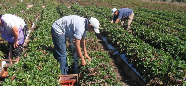 Lanzan el programa Mendoza Activa 4, con la promesa de financiar a nuevos sectores