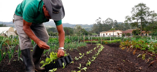 La producción agropecuaria orgánica "se multiplicó 750 veces" en los últimos 25 años