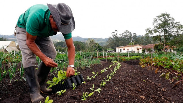 imagen La producción agropecuaria orgánica "se multiplicó 750 veces" en los últimos 25 años