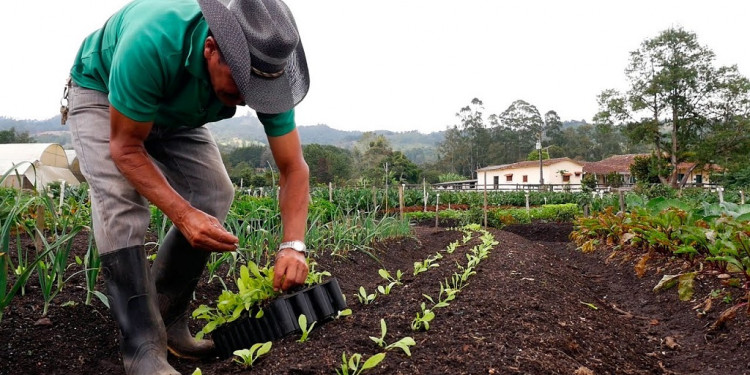 La Nación declaró el estado de emergencia agropecuaria en Mendoza