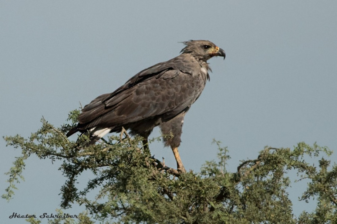 Positivo indicador ambiental: nació un nuevo pichón de águila coronada en Mendoza