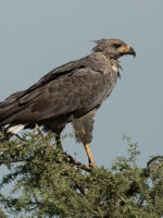 Positivo indicador ambiental: nació un nuevo pichón de águila coronada en Mendoza