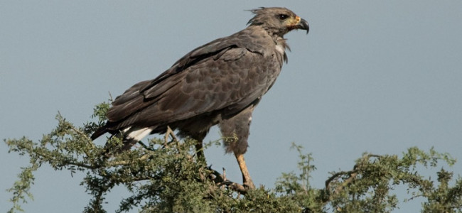 Positivo indicador ambiental: nació un nuevo pichón de águila coronada en Mendoza