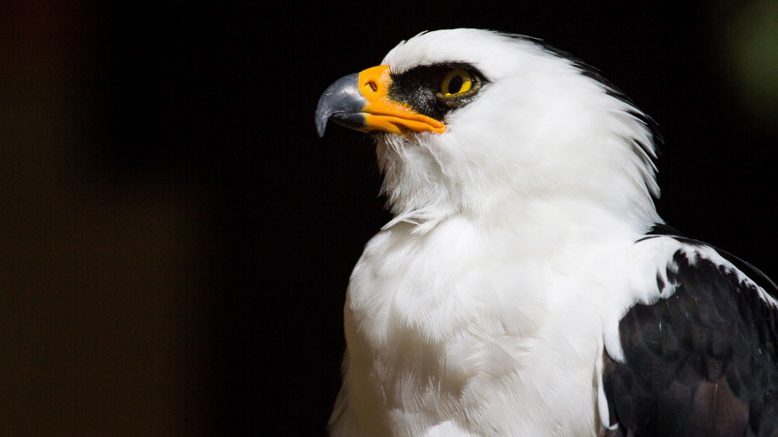 Descubren en el país el primer nido de águila viuda en un Área Protegida 