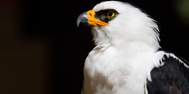 Descubren en el país el primer nido de águila viuda en un Área Protegida 