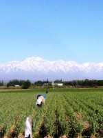 Comemos menos de la mitad de la porción recomendada de verduras