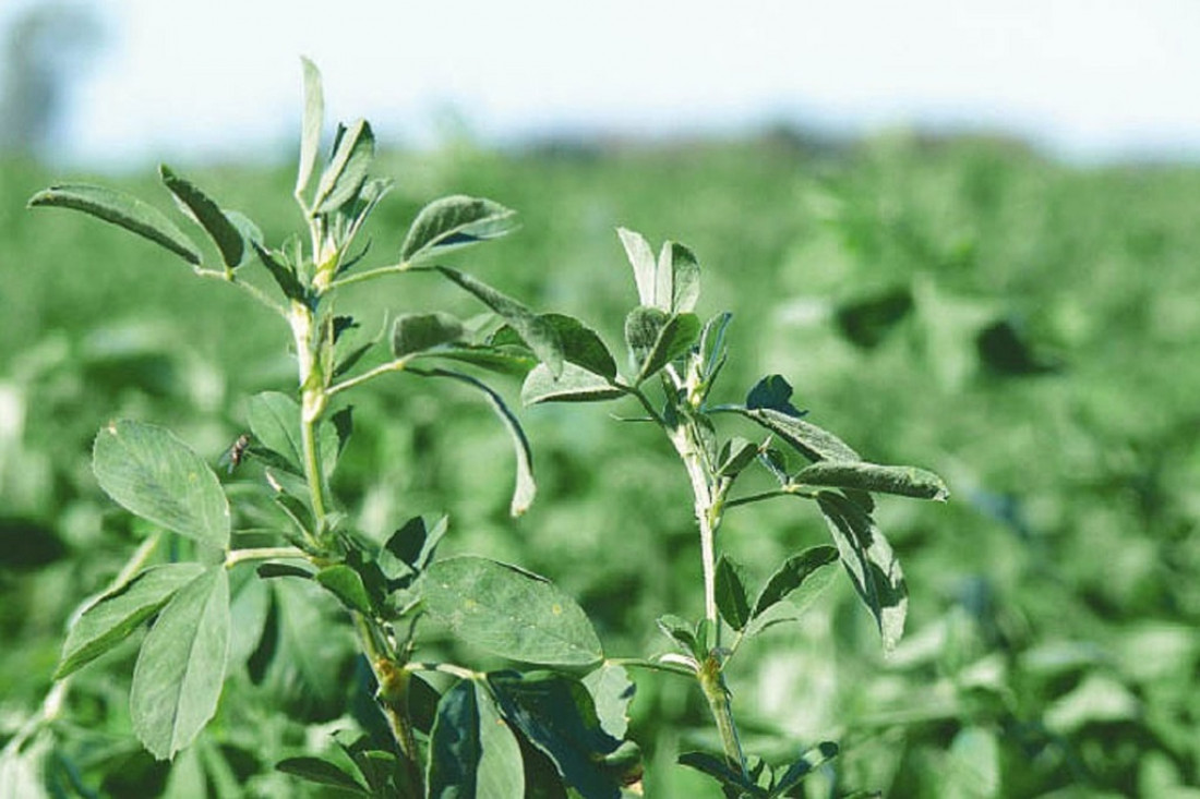 Los secretos de la alfalfa, en un congreso mundial en Córdoba