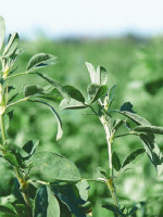 Los secretos de la alfalfa, en un congreso mundial en Córdoba