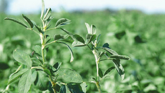 imagen Los secretos de la alfalfa, en un congreso mundial en Córdoba