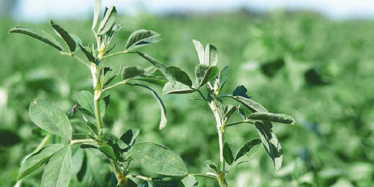 Los secretos de la alfalfa, en un congreso mundial en Córdoba