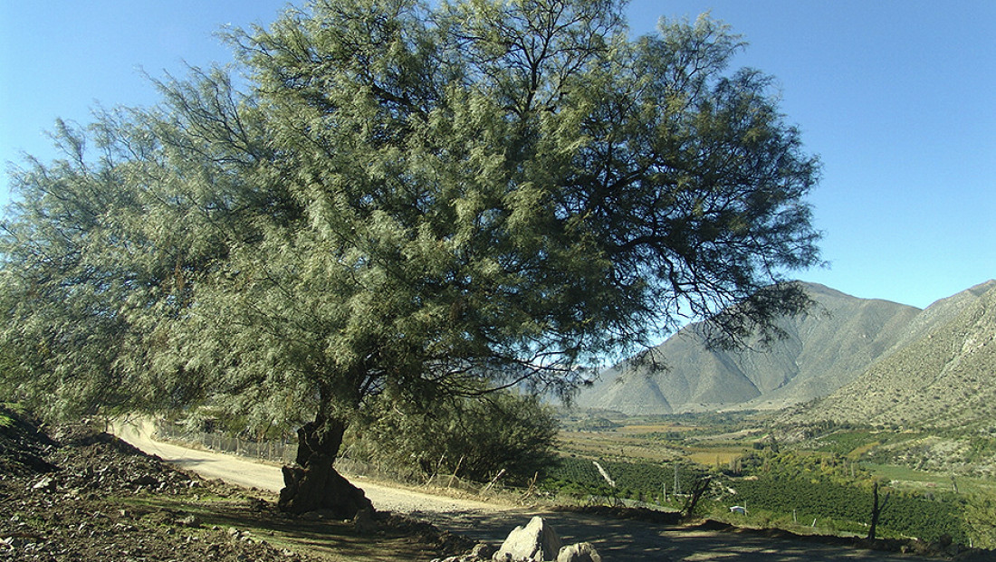 Semillita de algarroba