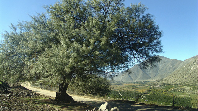 imagen Semillita de algarroba