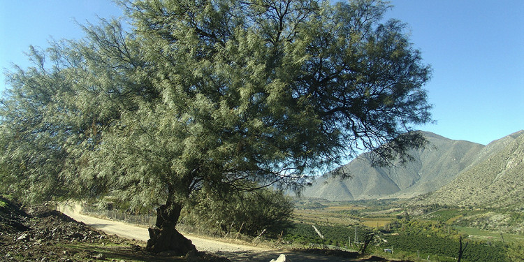 Semillita de algarroba