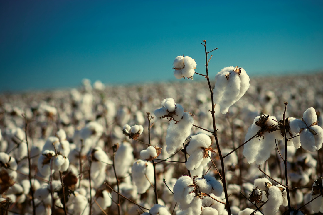 Investigadores de La Plata encuentran glifosato en algodón, gasas, hisopos, toallitas y tampones