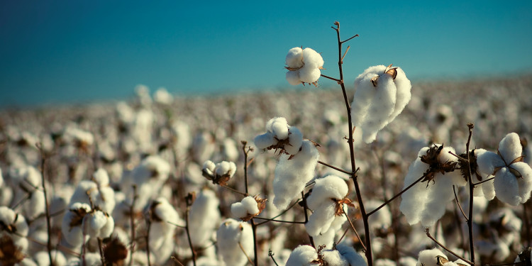 Investigadores de La Plata encuentran glifosato en algodón, gasas, hisopos, toallitas y tampones