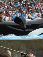 Presentaron un proyecto para prohibir los espectáculos de animales marinos en cautiverio