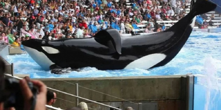 Presentaron un proyecto para prohibir los espectáculos de animales marinos en cautiverio