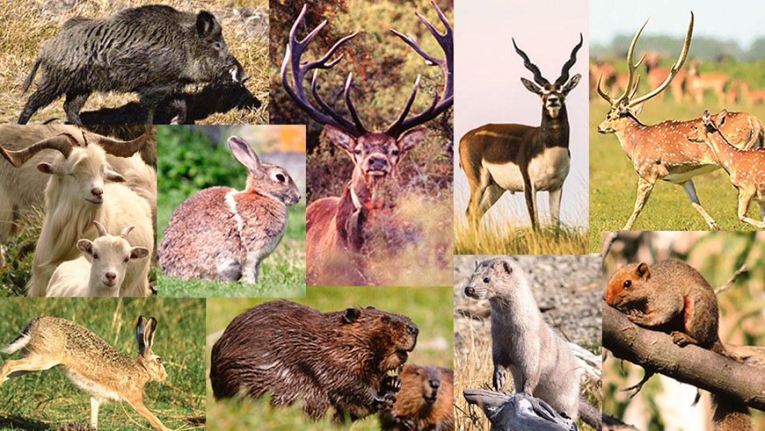En Argentina existen 23 especies de mamíferos invasores