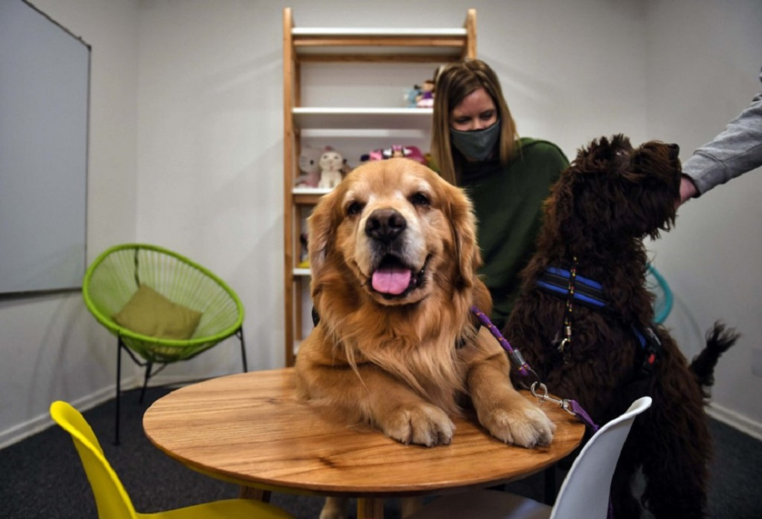 Terapia con animales, clave para la ayuda física y mental de pacientes