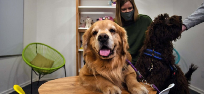 Terapia con animales, clave para la ayuda física y mental de pacientes