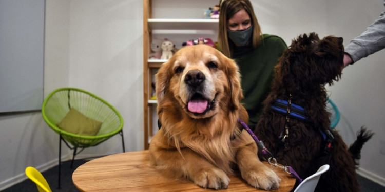 Terapia con animales, clave para la ayuda física y mental de pacientes