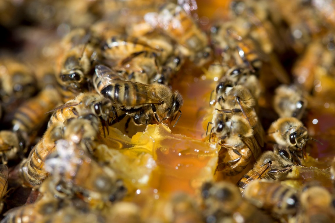 Para proteger las abejas, la UE limitó el uso de insecticidas