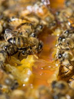 Para proteger las abejas, la UE limitó el uso de insecticidas