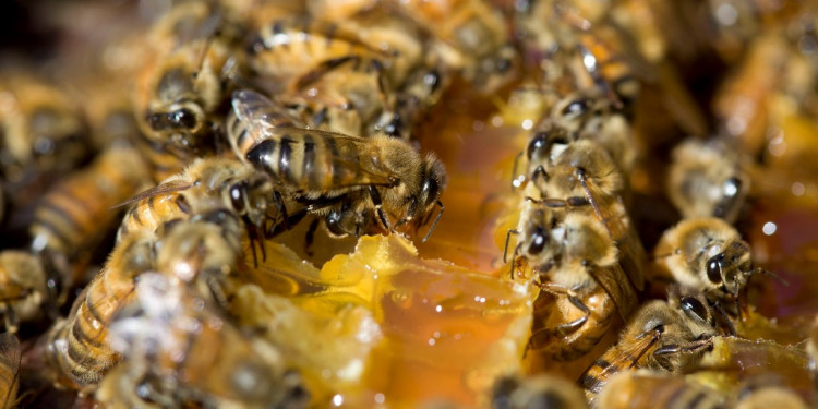 Para proteger las abejas, la UE limitó el uso de insecticidas