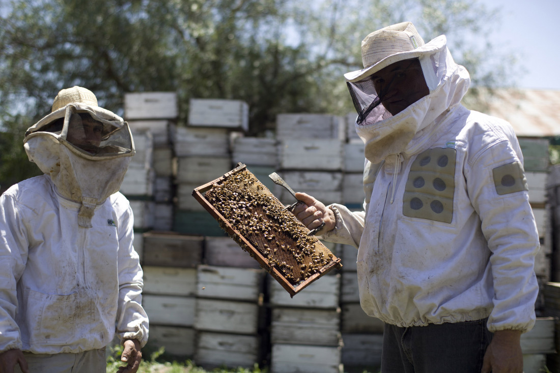 Declararon la emergencia apícola en Mendoza