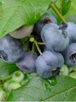 Fruto de la desgracia