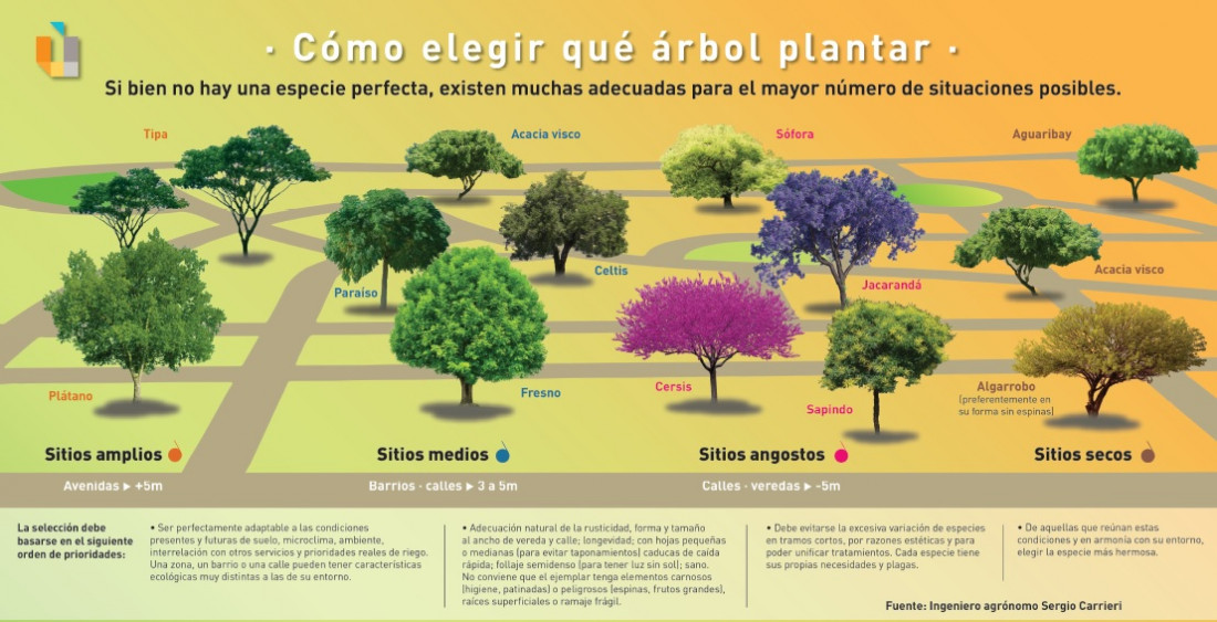 Qué árbol plantar, el interactivo que protege a esta especie en su día