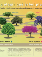 Qué árbol plantar, el interactivo que protege a esta especie en su día