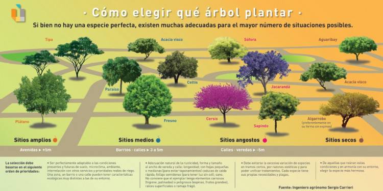 Qué árbol plantar, el interactivo que protege a esta especie en su día