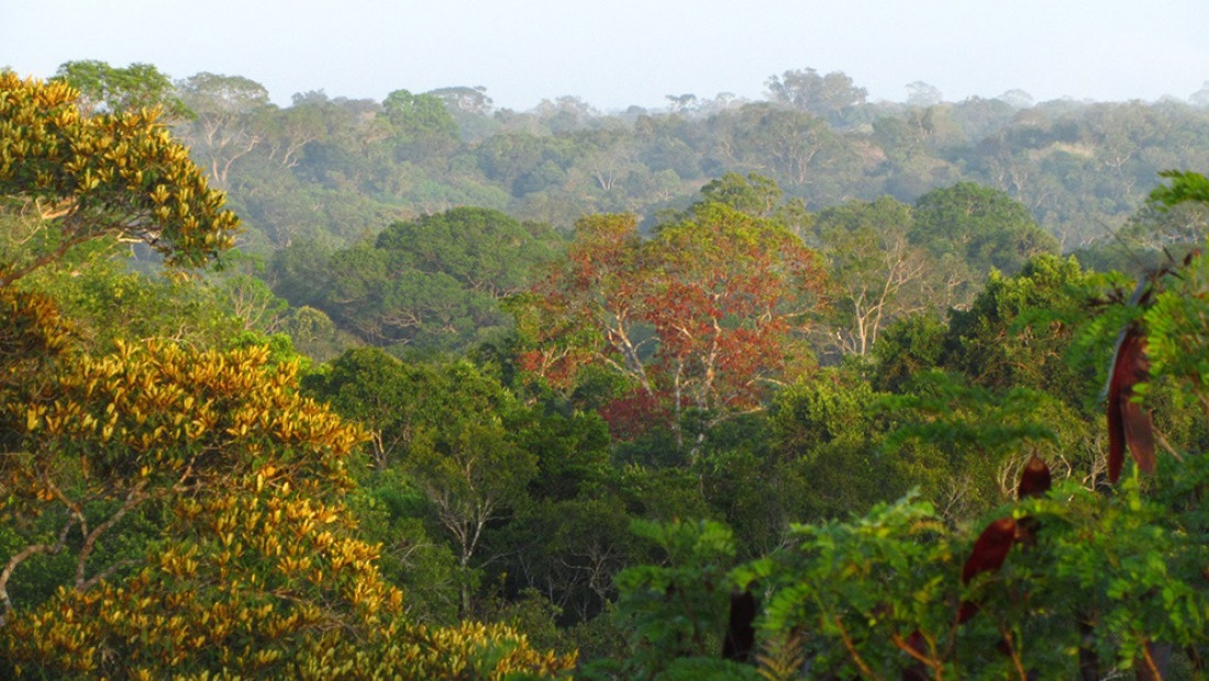 Cambio climático: el calor y la sequía disminuyen el crecimiento en los árboles tropicales