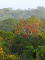 Cambio climático: el calor y la sequía disminuyen el crecimiento en los árboles tropicales