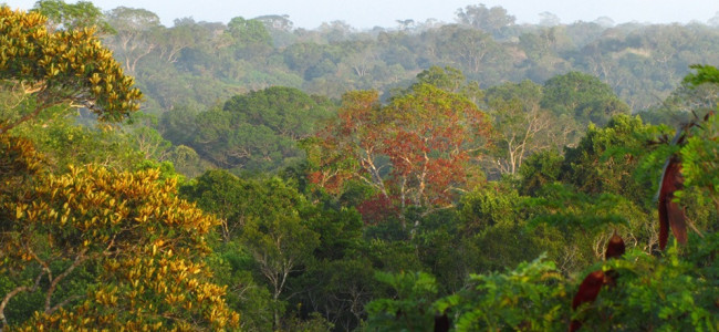 Cambio climático: el calor y la sequía disminuyen el crecimiento en los árboles tropicales