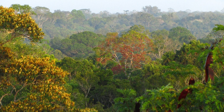 Cambio climático: el calor y la sequía disminuyen el crecimiento en los árboles tropicales