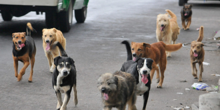 El comedor universitario brindará alimentos a protectoras de animales 