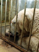 Advierten sobre el delicado estado de salud del oso Arturo