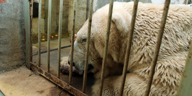 Advierten sobre el delicado estado de salud del oso Arturo