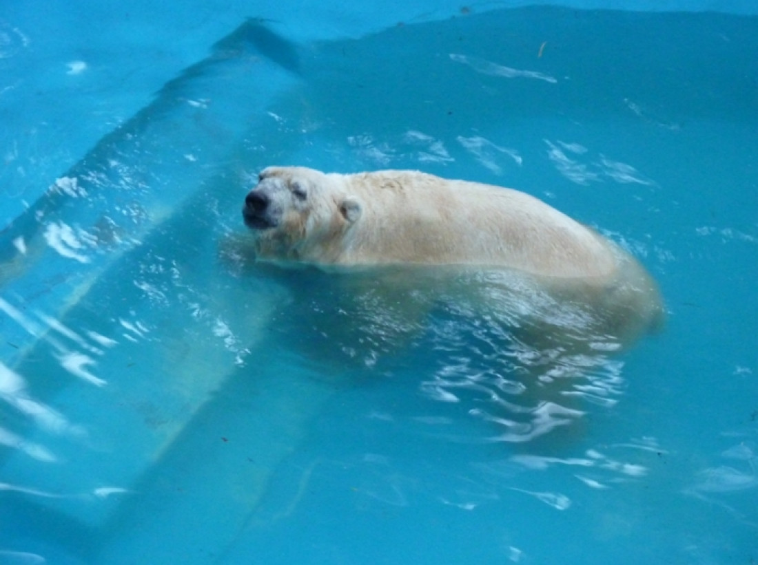 Arturo, del Polo Norte a Mendoza