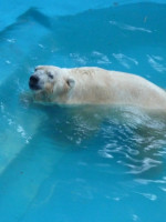 Arturo, del Polo Norte a Mendoza