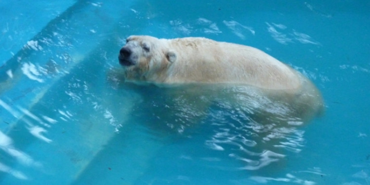 Arturo, del Polo Norte a Mendoza