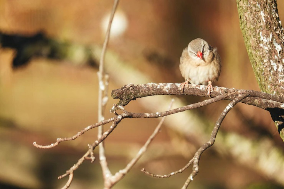 En Mendoza, las aves silvestres son las que más se comercializan en el mercado ilegal de animales