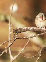 En Mendoza, las aves silvestres son las que más se comercializan en el mercado ilegal de animales