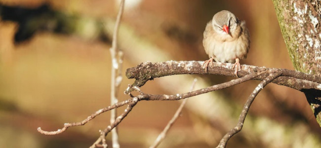 En Mendoza, las aves silvestres son las que más se comercializan en el mercado ilegal de animales