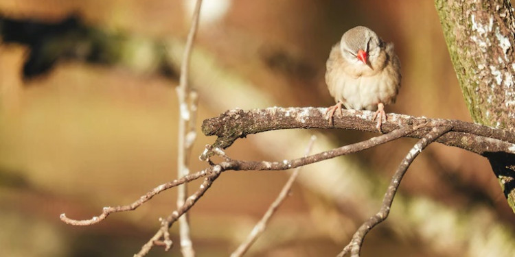 En Mendoza, las aves silvestres son las que más se comercializan en el mercado ilegal de animales