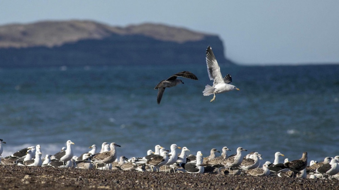 El Irízar sumó a biólogos para observar la fauna del Mar Argentino y la Antártida