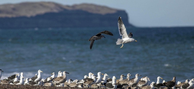 El Irízar sumó a biólogos para observar la fauna del Mar Argentino y la Antártida