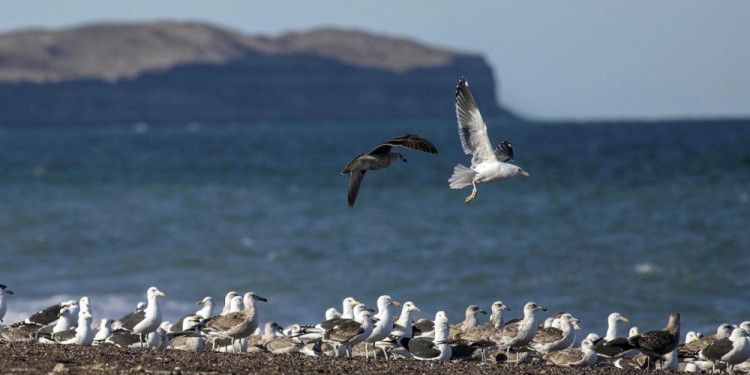 El Irízar sumó a biólogos para observar la fauna del Mar Argentino y la Antártida
